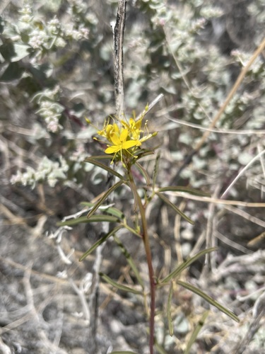 Twisted cleomella (Cleomella plocasperma)