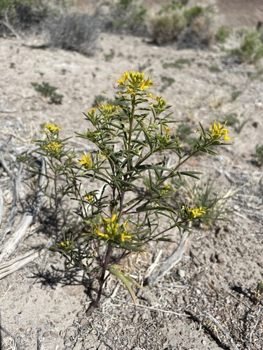 Twisted cleomella (Cleomella plocasperma)