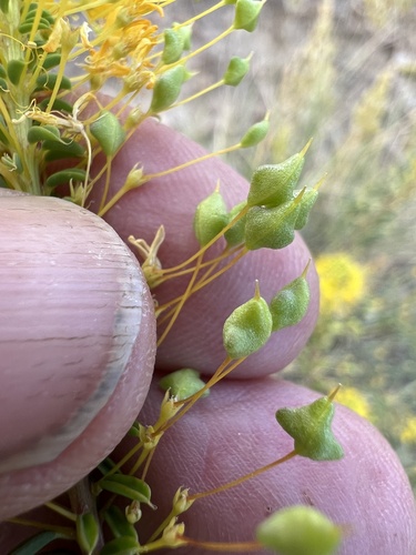 Twisted cleomella (Cleomella plocasperma)