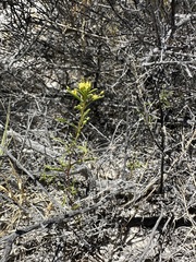 Twisted cleomella (Cleomella plocasperma)