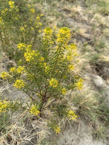 Twisted cleomella (Cleomella plocasperma)