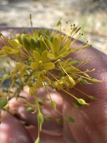 Twisted cleomella (Cleomella plocasperma)