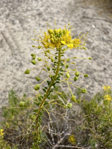 Twisted cleomella (Cleomella plocasperma)
