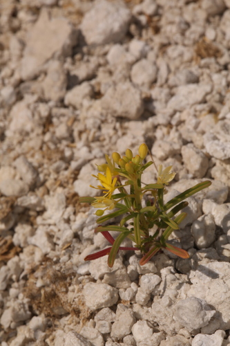 Twisted cleomella (Cleomella plocasperma)