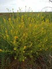 Jackass clover (Cleomella refracta)