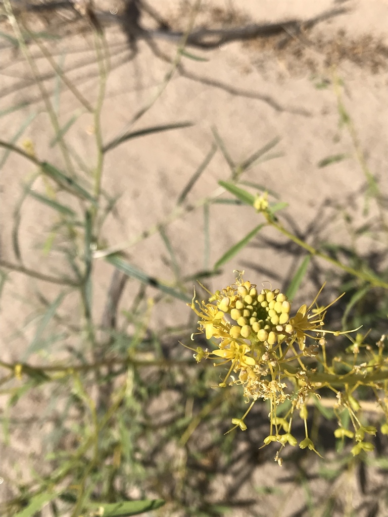 Jackass clover (Cleomella refracta)