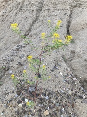 Jackass clover (Cleomella refracta)