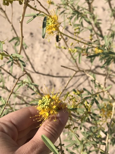 Jackass clover (Cleomella refracta)