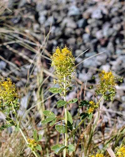 Jackass clover (Cleomella refracta)
