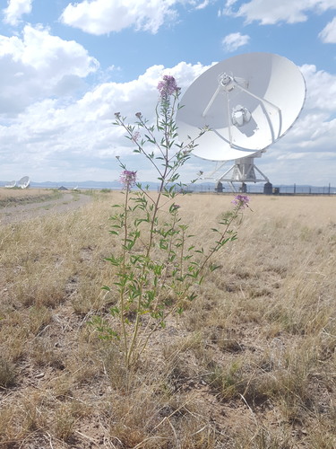 Beeweed (Cleomella serrulata)
