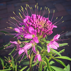 Beeweed (Cleomella serrulata)