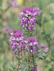 Beeweed (Cleomella serrulata)