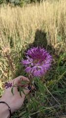 Beeweed (Cleomella serrulata)