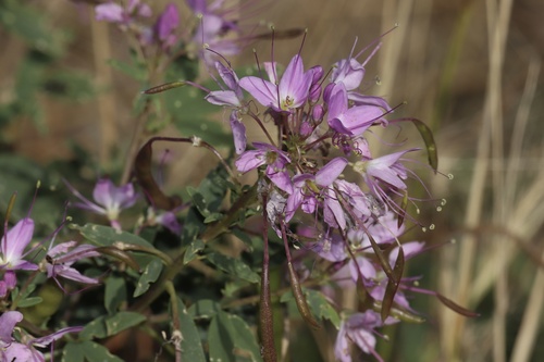 Beeweed (Cleomella serrulata)