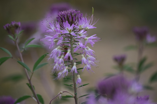 Beeweed (Cleomella serrulata)