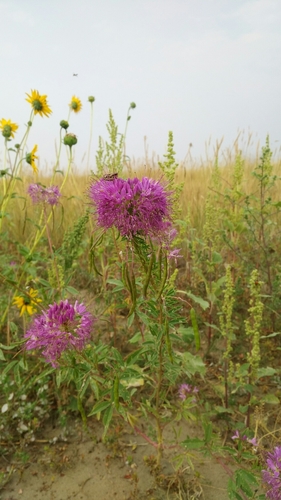 Beeweed (Cleomella serrulata)