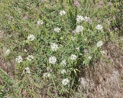 Beeweed (Cleomella serrulata)