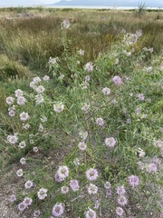 Beeweed (Cleomella serrulata)