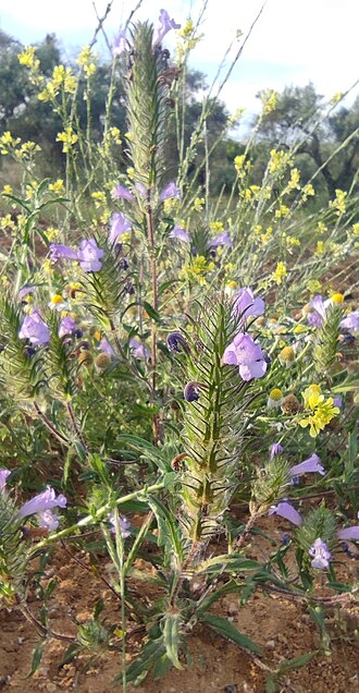 Cleonia lusitanica: Cleonia