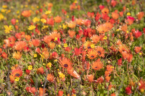 Livingstone daisy