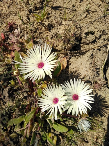 Livingstone daisy (Cleretum bellidiforme)