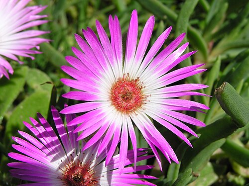 Livingstone daisy: Buck Bay vygie, (Dorotheanthus bellidiformis (Burm.f) N.E.Br.) , West Coast National park, Western Cape, South Africa
