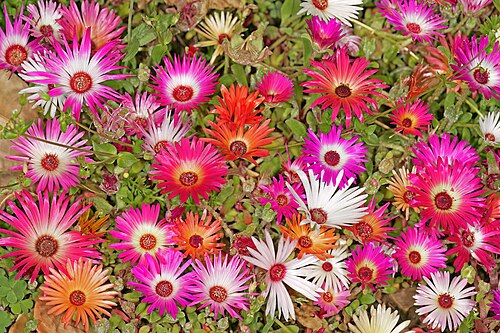 Livingstone daisy: Cleretum bellidiforme , plants in flower; garden in Pretoria, Gauteng, South Africa