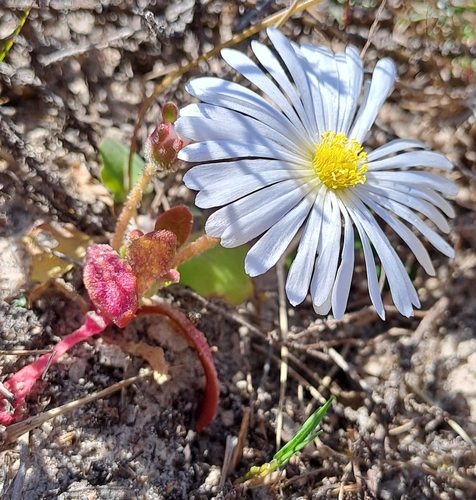 Livingstone daisy (Cleretum bellidiforme)