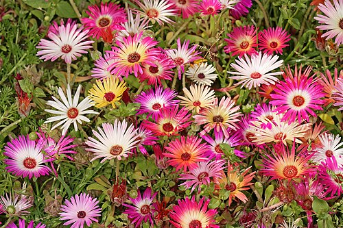 Livingstone daisy: Cleretum bellidiforme , plants in flower; garden in Pretoria, Gauteng, South Africa