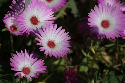 Livingstone daisy (Cleretum bellidiforme)