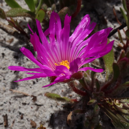 Livingstone daisy (Cleretum bellidiforme)
