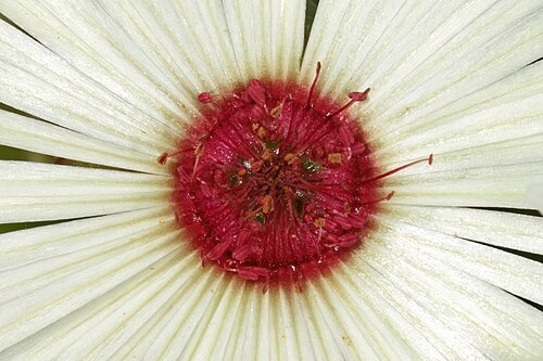 Livingstone daisy: Cleretum bellidiforme , detail of flower centre; Darling Renosterveld Reserve, Darling, Western Cape, South Africa