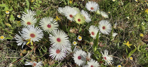 Livingstone daisy (Cleretum bellidiforme)