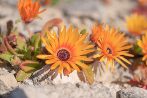 Livingstone daisy (Cleretum bellidiforme)