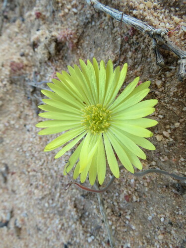 Livingstone daisy (Cleretum bellidiforme)