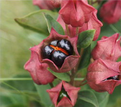 Clerodendrum baumii: Clerodendrum baumii Gürke [Lamiaceae], collected during recent fieldwork in central and eastern Angola as part of the National Geographic Okavango Wilderness Pr