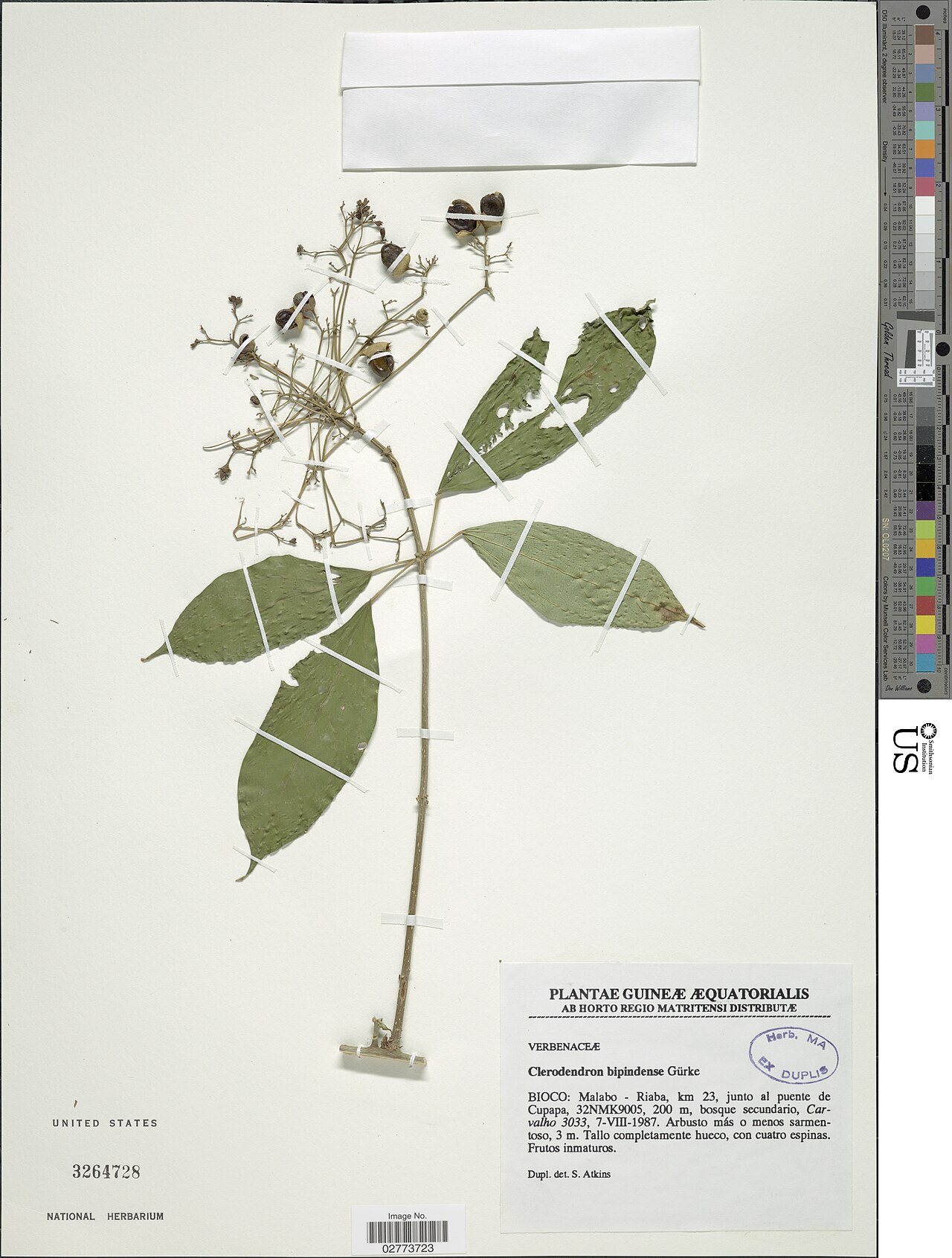 Clerodendrum bipindense: * Clerodendrum bipindense Gürke Object Details Record Last Modified 17 Mar 2018 Specimen Count 1 Collection Date 7 Aug 1987 Barcode 02773723 USNM Number 3264728