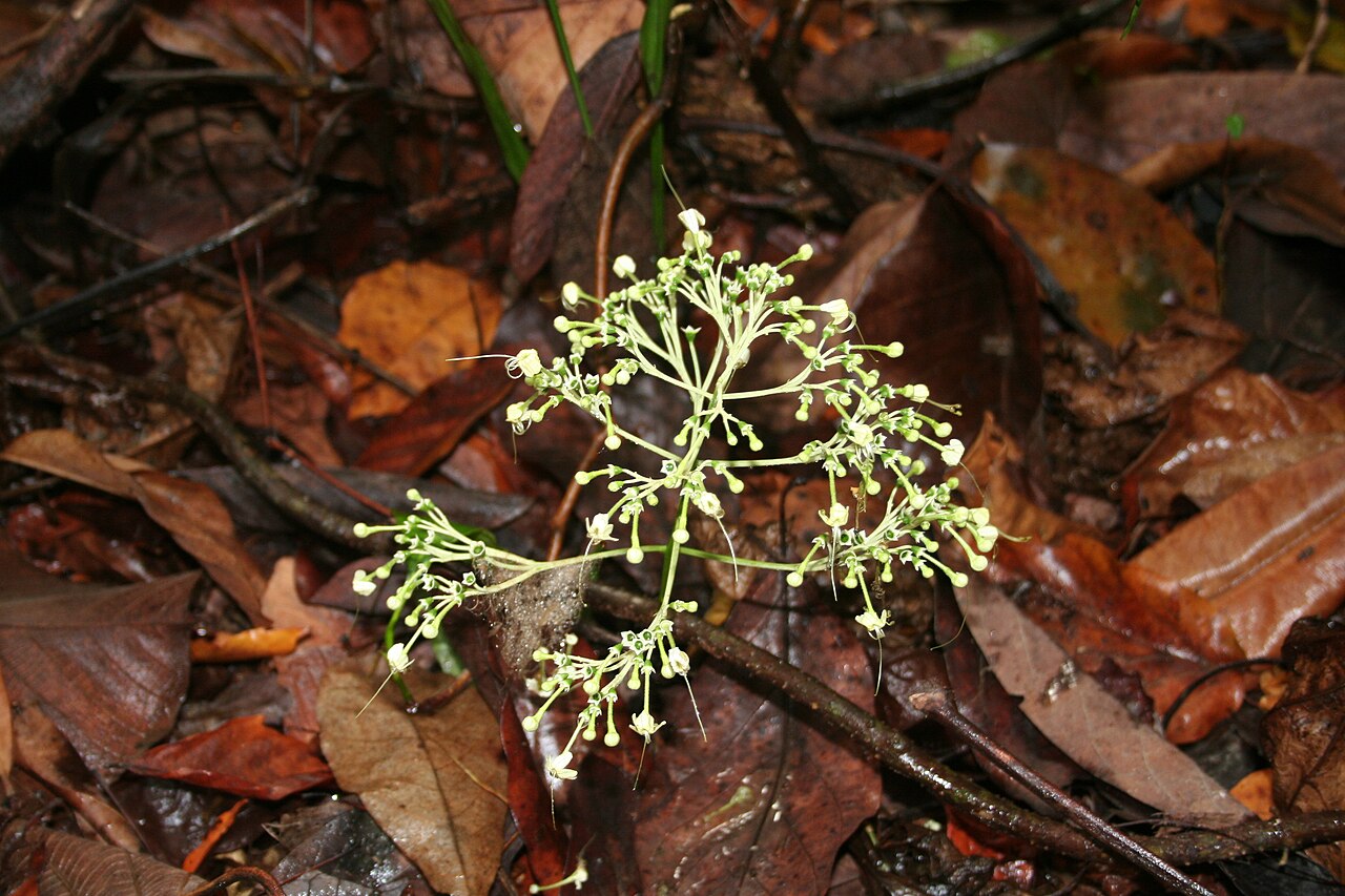 Clerodendrum bipindense: inflorescence of Clerodendrum bipindense , Bota Hill, Limbe Botanical Garden, Cameroon