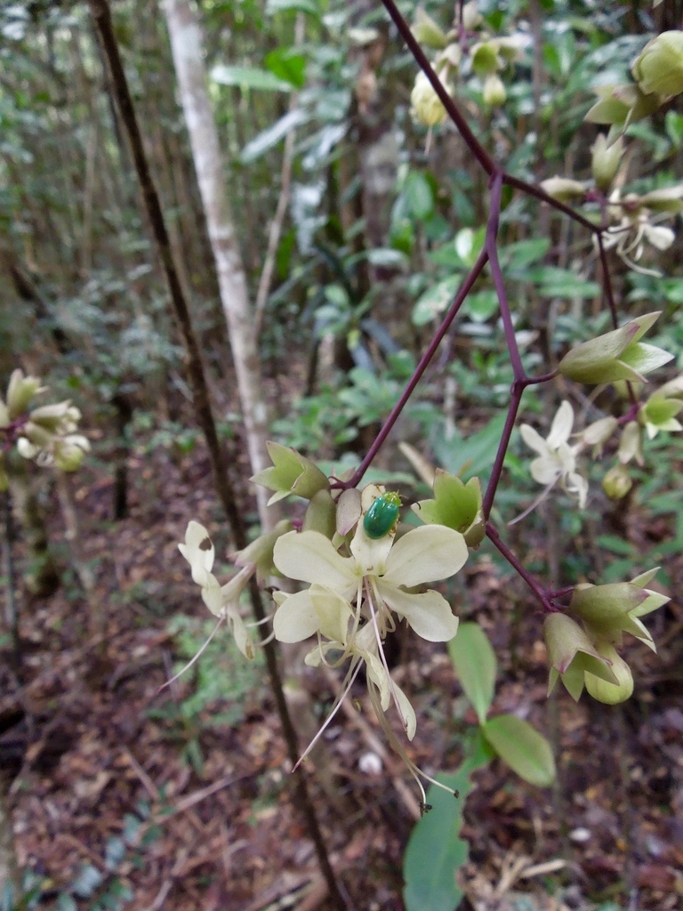 Clerodendrum bosseri (Clerodendrum bosseri)