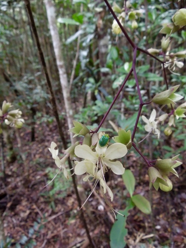 Clerodendrum bosseri (Clerodendrum bosseri)
