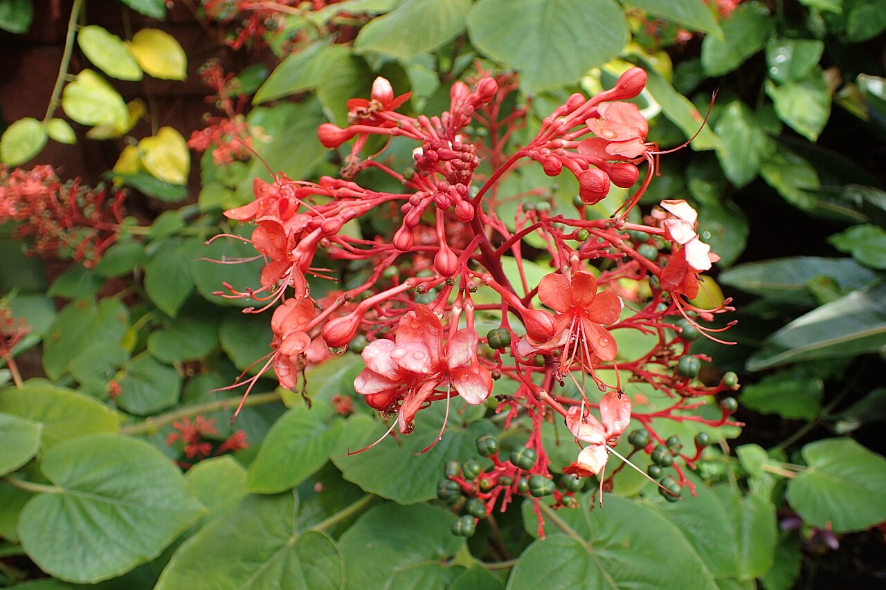 Clerodendrum buchananii: Clerodendrum buchananii in Jardín de Aclimatación de la Orotava