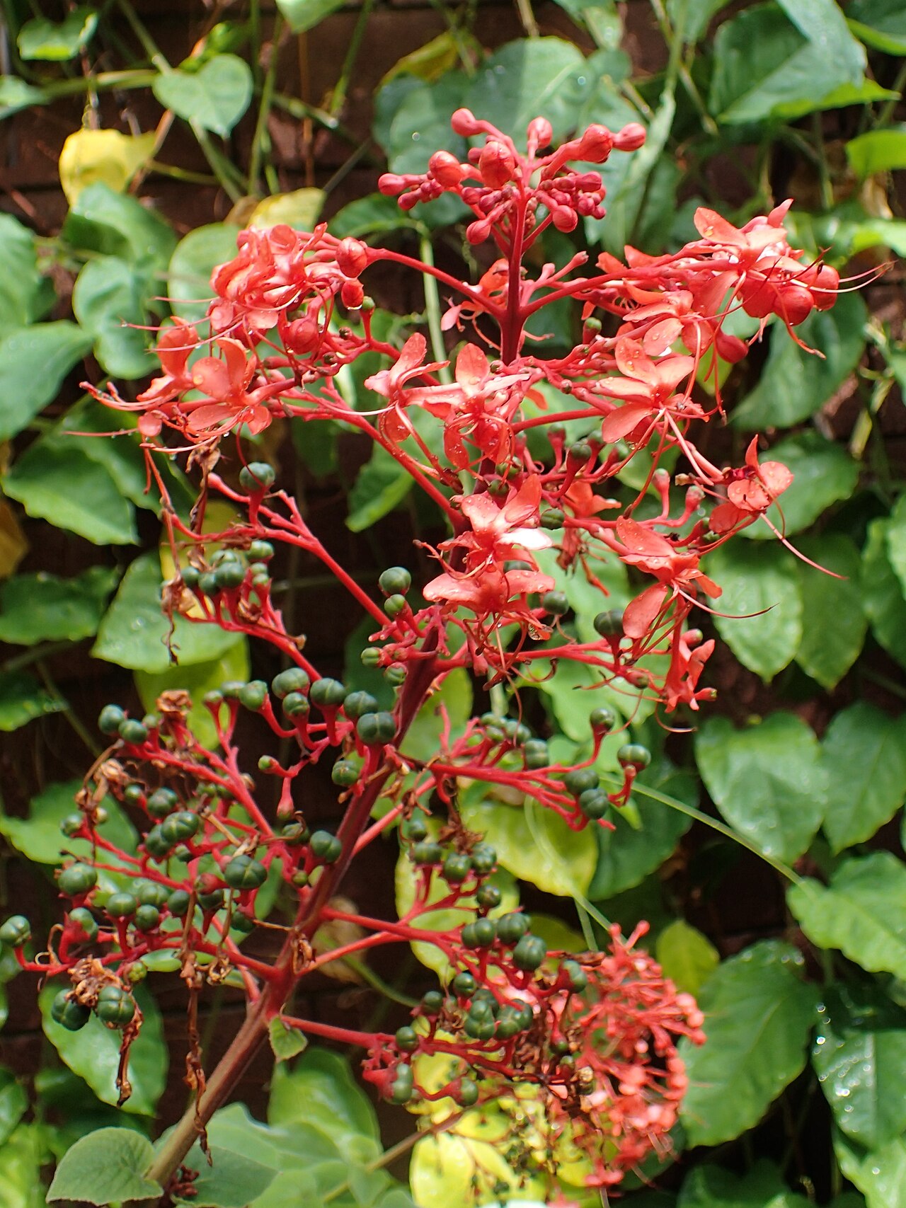 Clerodendrum buchananii: Clerodendrum buchananii in Jardín de Aclimatación de la Orotava