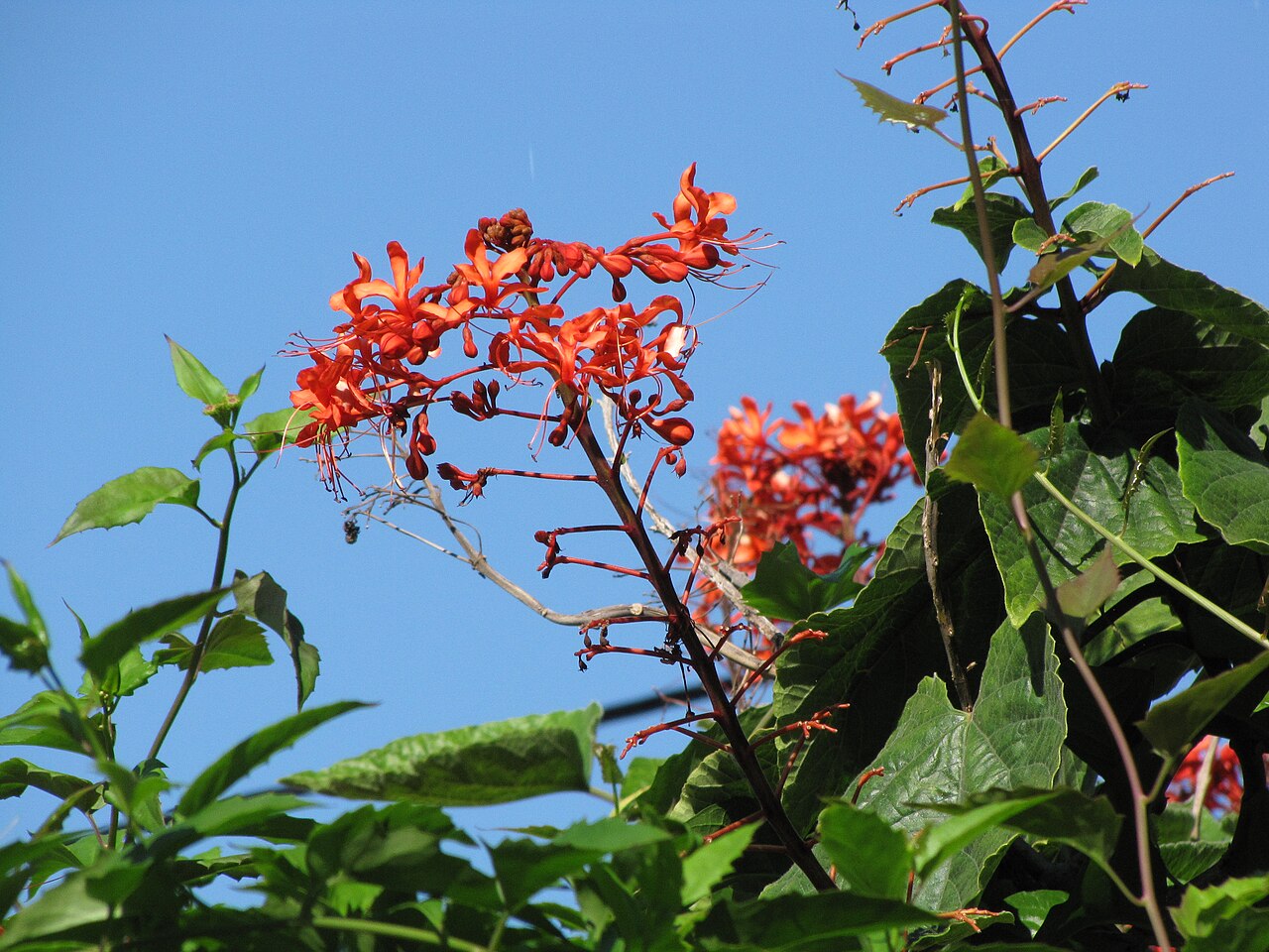 Clerodendrum buchananii: Clerodendrum buchananii var. fallax (Red clerodendrum, pagoda-flower) Habit at Gulfstream Park Boynton Beach, Florida. September 25, 2009 #090925-6627 - Image U
