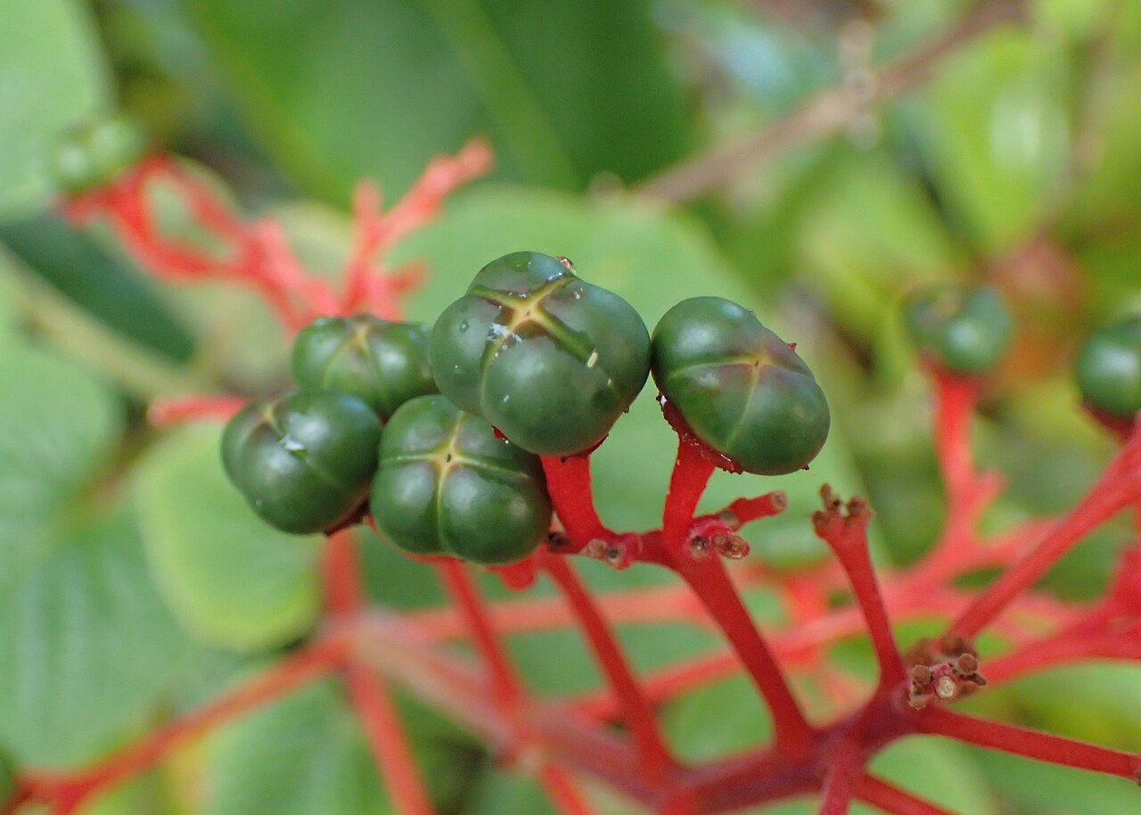 Clerodendrum buchananii: Clerodendrum buchananii (fruit) in Jardín de Aclimatación de la Orotava