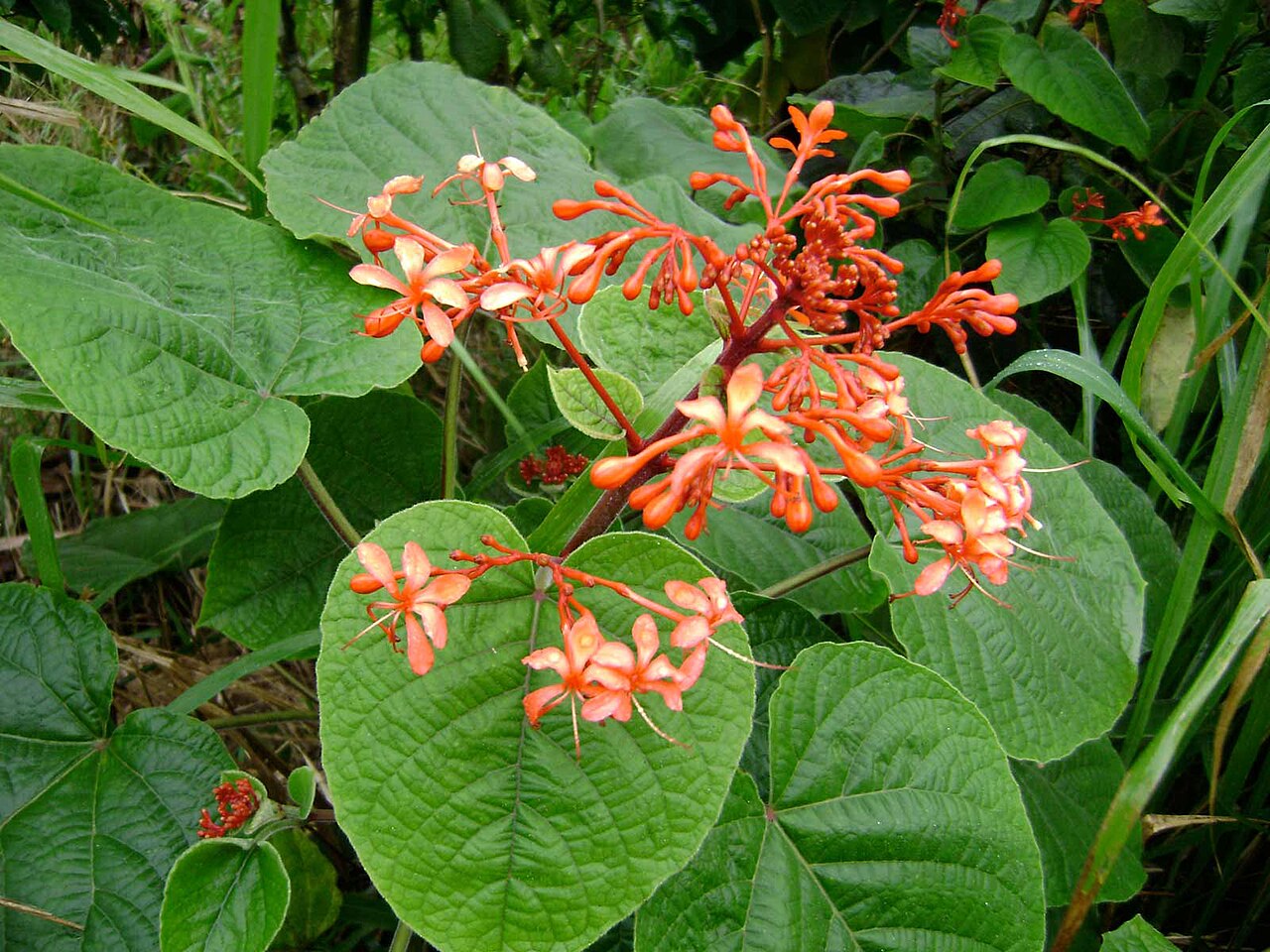Clerodendrum buchananii: Clerodendrum buchananii , {amoʻula} a common decorative plant in Tonga