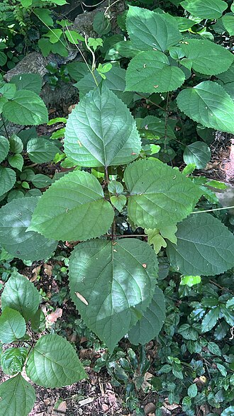 Rose glorybower: Clerodendrum bungei — Field observation from Glendale Ave, Decatur, GA, US, United States of America. Collected by Alex Stach (2026-05-12). Recorded in GBIF occ