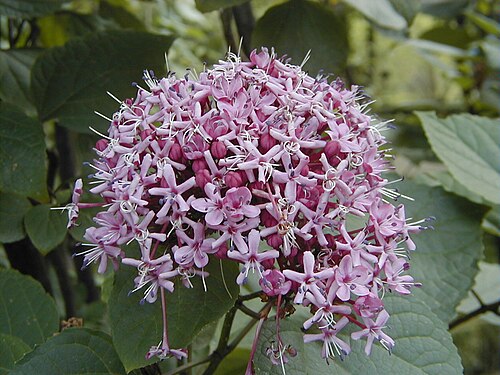 Rose glorybower: Clerodendrum bungei . Real Jardín Botánico de Madrid .