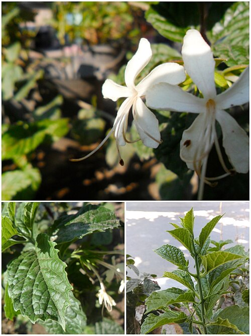 Clerodendrum calamitosum: Clerodendrum calamitosum