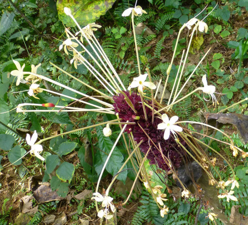 Clerodendrum capitatum (Clerodendrum capitatum)