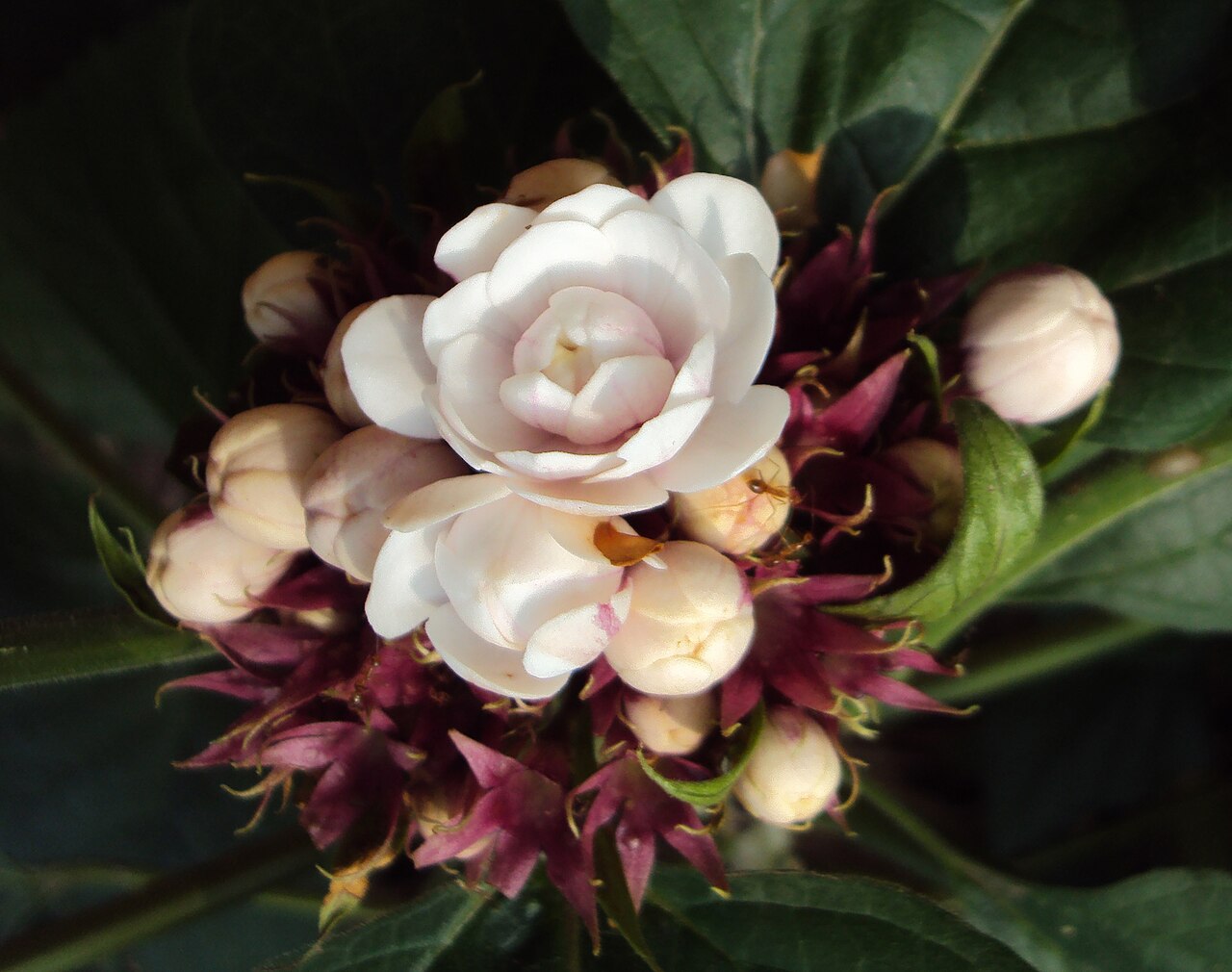 Stickbush: Clerodendrum chinense